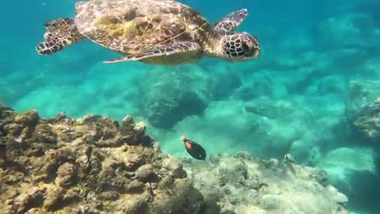 A turtle swimming in the ocean
