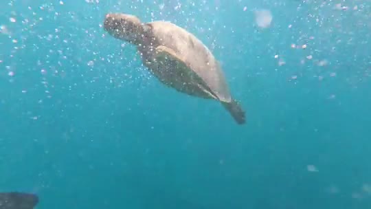 A turtle swimming in the ocean