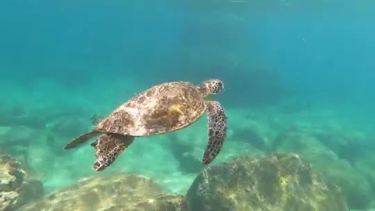 A turtle swimming in the ocean