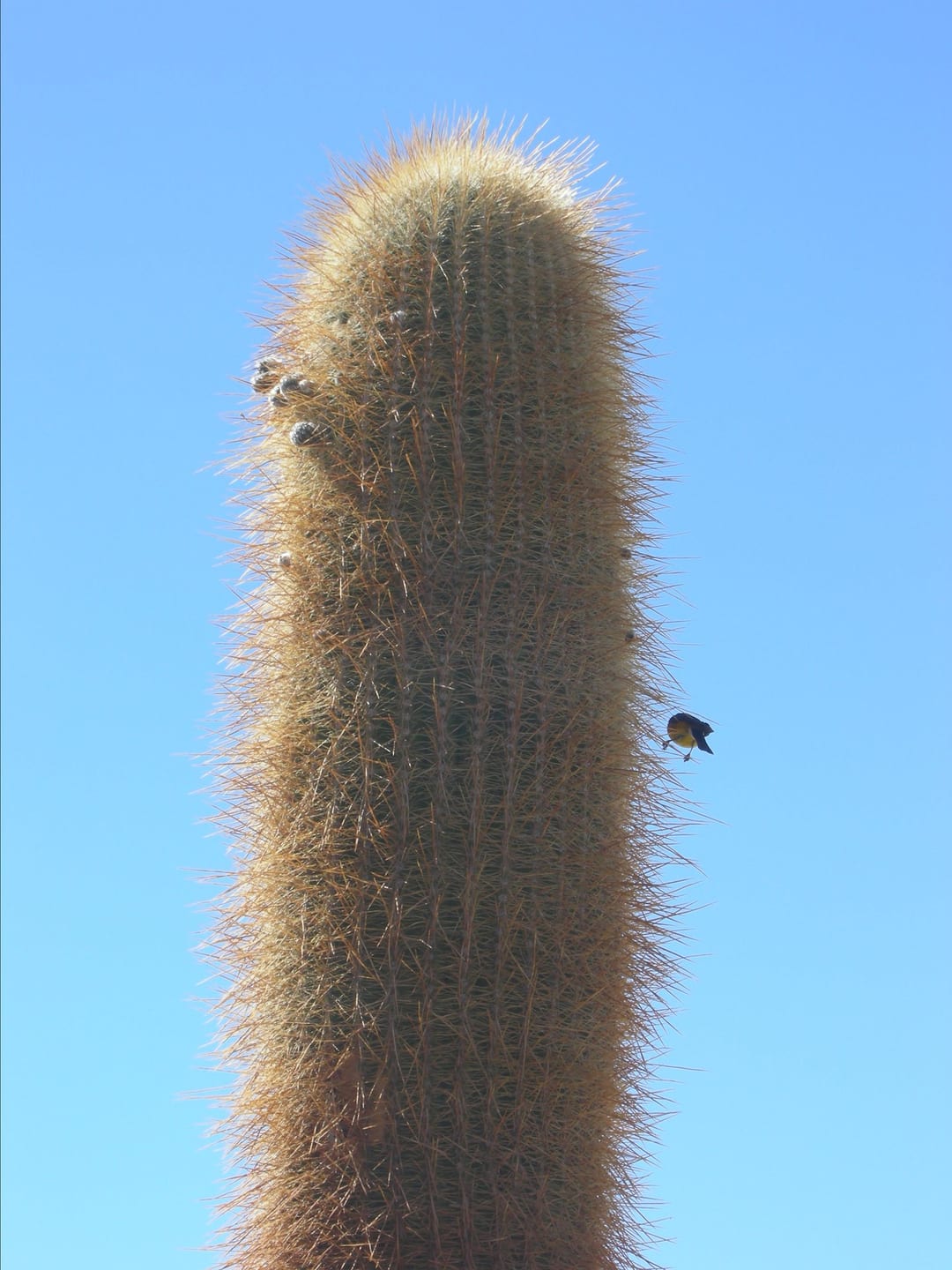 Cactus with a bird on it. 