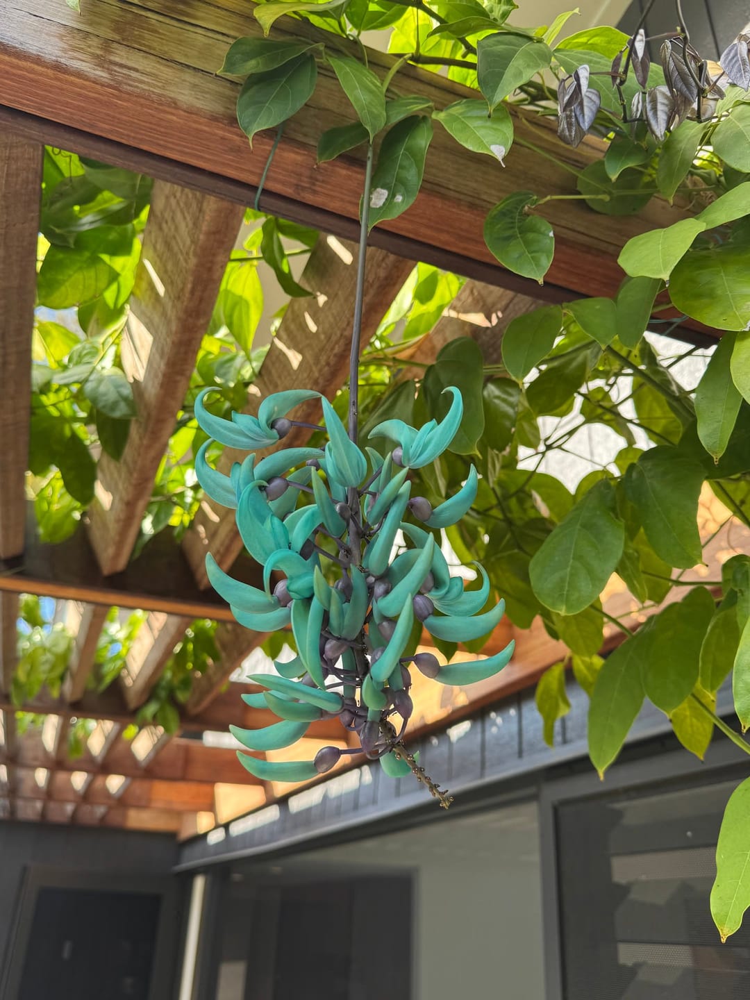 Jade vine