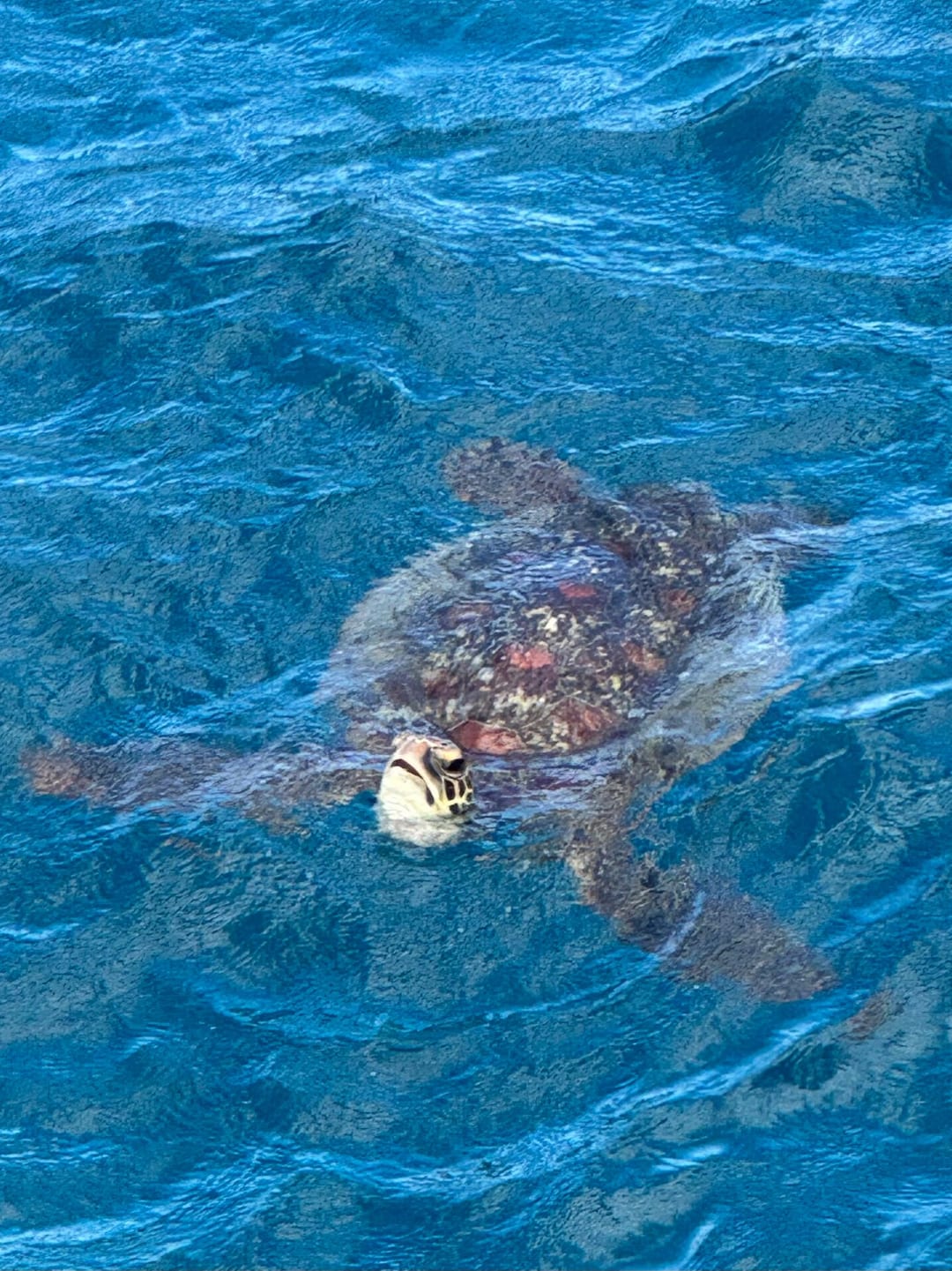 Turtle in the Great Barrier Reef